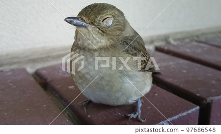 Flycatcher (female) who hit glass and suffered a concussion Flycatcher (female) who hit glass and suffered a concussion 97686548