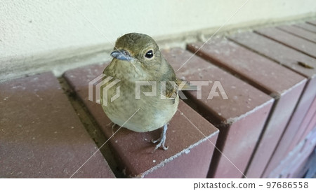 Flycatcher (female) who hit glass and suffered a concussion Flycatcher (female) who hit glass and suffered a concussion 97686558