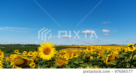 Panorama of a field of flowering sunflowers. 97686577