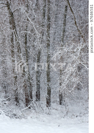 Beautiful winter alley with trees in the city park, snow-covered tree branches in an arch 97686581