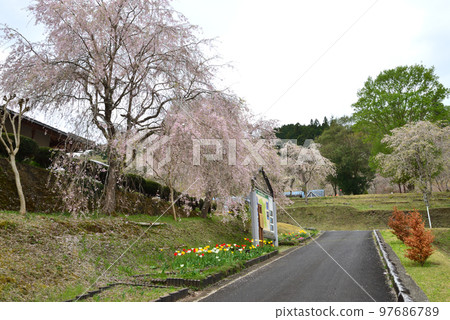 安之之裡公園 2022-4-17 #8 97686789