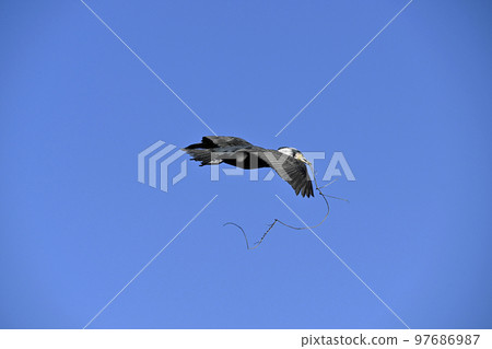 Cormorant Cormorant 97686987