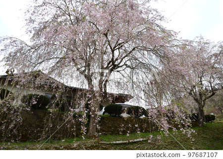 Yasuraginosato Park 2022-4-17 #11 Yasuraginosato Park 2022-4-17 #11 97687107