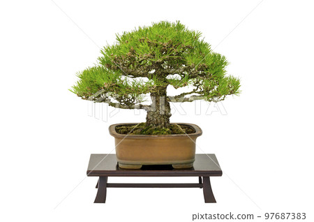 Hobby bonsai 97687383