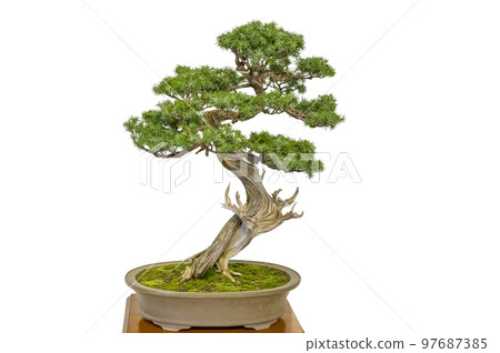 愛好盆景 愛好盆景 97687385