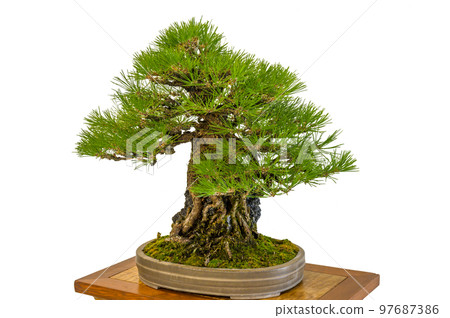 Hobby bonsai 97687386