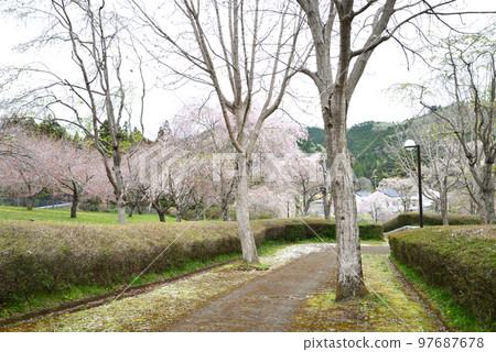 Yasuraginosato Park 2022-4-17 #34 Yasuraginosato Park 2022-4-17 #34 97687678