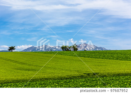 北海道六月，日本美瑛山上的麥田 97687952