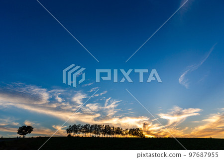 Biei, Hokkaido, white birch trees and sunset, Japan 97687955