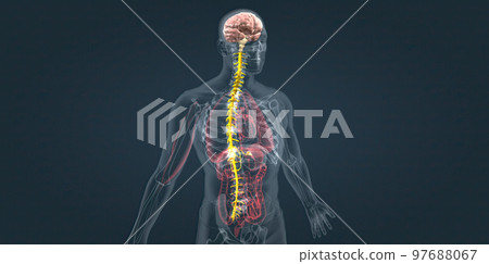 Adrenaline alarm reaction At this stage, your body sends a distress signal to your brain. Adrenaline alarm reaction At this stage, your body sends a distress signal to your brain. 97688067