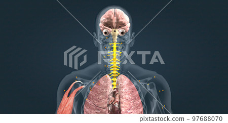 Adrenaline alarm reaction At this stage, your body sends a distress signal to your brain. Adrenaline alarm reaction At this stage, your body sends a distress signal to your brain. 97688070