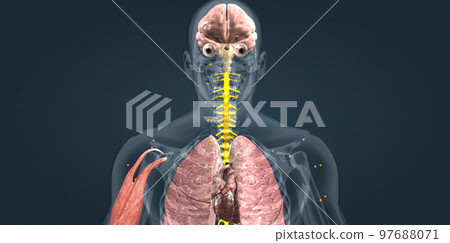Adrenaline alarm reaction At this stage, your body sends a distress signal to your brain. Adrenaline alarm reaction At this stage, your body sends a distress signal to your brain. 97688071