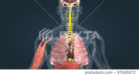 Adrenaline alarm reaction At this stage, your body sends a distress signal to your brain. 97688072