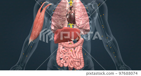 Adrenaline alarm reaction At this stage, your body sends a distress signal to your brain. Adrenaline alarm reaction At this stage, your body sends a distress signal to your brain. 97688074