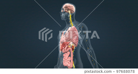 Adrenaline alarm reaction At this stage, your body sends a distress signal to your brain. 97688078