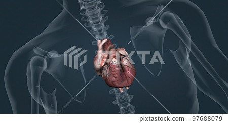 The heart pumps blood through the blood vessels of the circulatory system. The heart pumps blood through the blood vessels of the circulatory system. 97688079