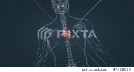 The heart pumps blood through the blood vessels of the circulatory system. The heart pumps blood through the blood vessels of the circulatory system. 97688080