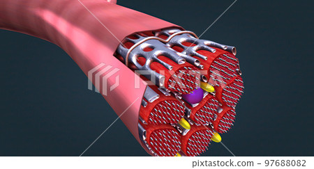 Cardiomyocytes are the individual cells that make up the cardiac muscle 97688082