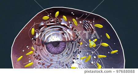 Vasoconstriction is the narrowing of blood vessels by small muscles in their walls. 97688088