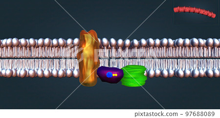 Alpha agonists constrict both arteries and veins. 97688089