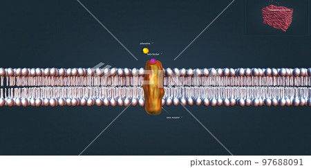 The beta 1 receptor is vital for the normal physiological function of the sympathetic nervous system 97688091