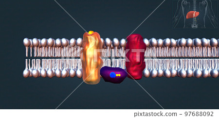 The beta 1 receptor is vital for the normal physiological function of the sympathetic nervous system 97688092