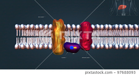 The beta 1 receptor is vital for the normal physiological function of the sympathetic nervous system The beta 1 receptor is vital for the normal physiological function of the sympathetic nervous system 97688093