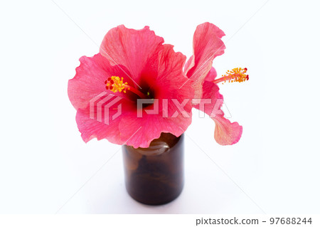 Hibiscus flower on white background. Hibiscus flower on white background. 97688244