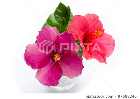 Hibiscus flower on white background. 97688246