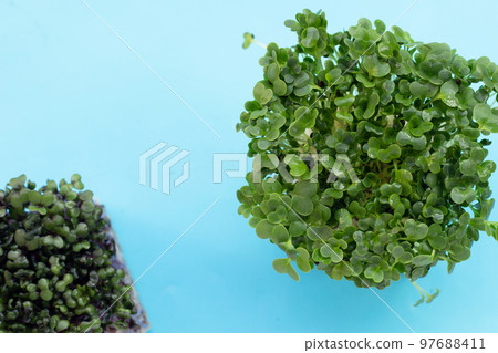Kale sprouts on blue background. Kale sprouts on blue background. 97688411