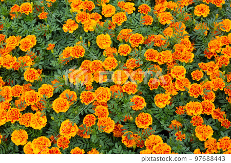 Marigold flower in the garden 97688443