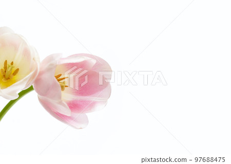 White pink tulips on white background. 97688475