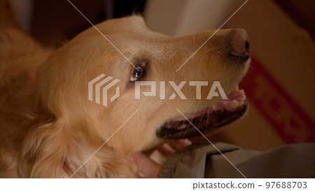 golden retriever being stroked golden retriever being stroked 97688703