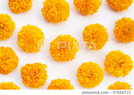 Marigold flowers on white background. 97688725