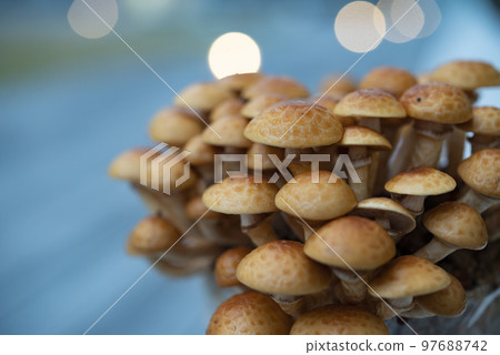 Shimeji蘑菇，自種的，可愛的Shimeji蘑菇 97688742