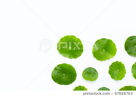 Fresh green centella asiatica leaves with water drop 97688763