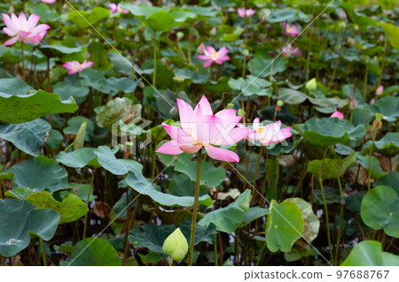 Pink lotus flower blooming in pond with green leaves Pink lotus flower blooming in pond with green leaves 97688767