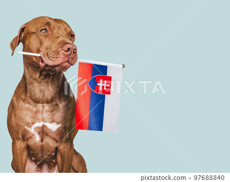 Charming puppy with the national Flag of Slovakia 97688840