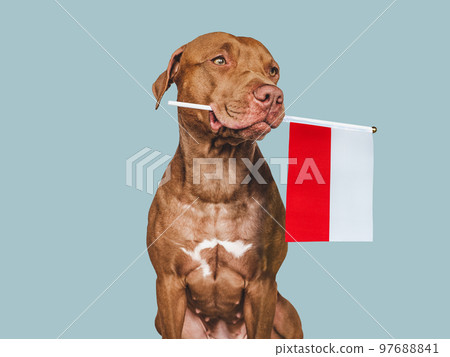 Charming puppy with the national Flag of Poland 97688841