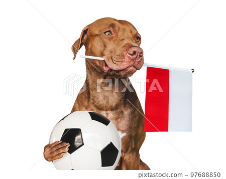 Charming puppy, holding national Flag of Poland 97688850