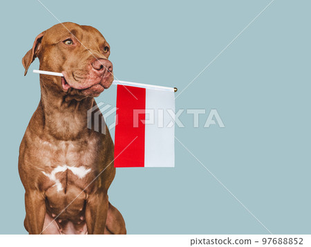 Charming puppy with the national Flag of Poland 97688852