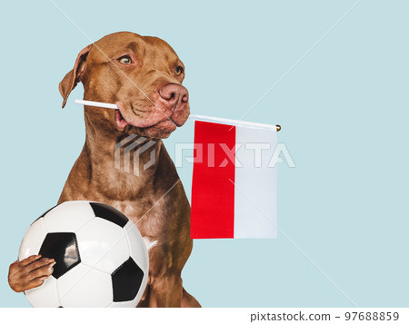 Charming puppy, holding national Flag of Poland 97688859