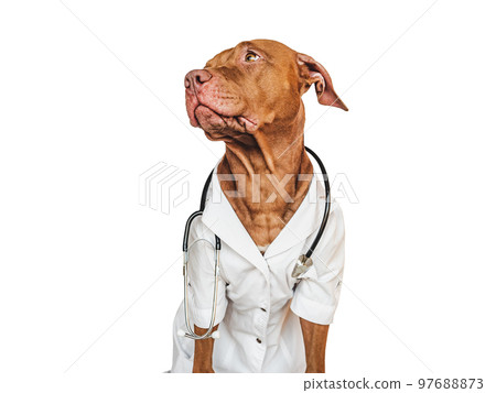 Lovable puppy, dressed in a doctor's coat 97688873
