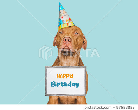 Lovable, pretty brown puppy and party hat Lovable, pretty brown puppy and party hat 97688882