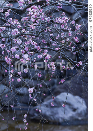 Plum tree starting to bloom beautiful flowers Plum tree starting to bloom beautiful flowers 97688980