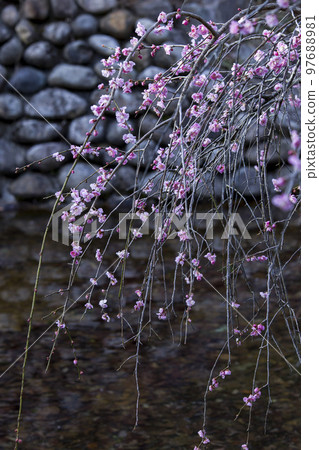 Plum tree starting to bloom beautiful flowers 97688981