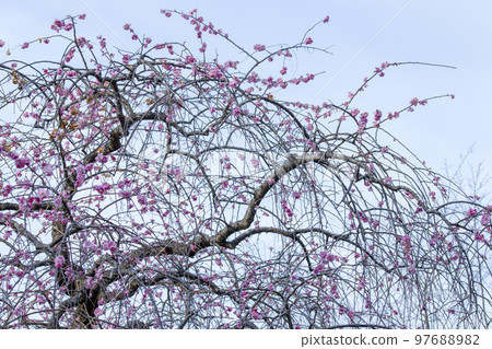 Plum tree starting to bloom beautiful flowers Plum tree starting to bloom beautiful flowers 97688982