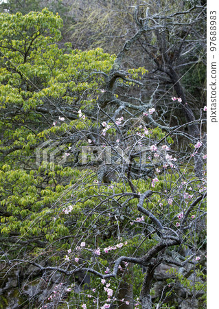 Plum tree starting to bloom beautiful flowers Plum tree starting to bloom beautiful flowers 97688983