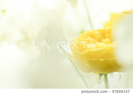 A bright and gorgeous soft yellow rose flower with a spring image that you want to give as a gift in spring A bright and gorgeous soft yellow rose flower with a spring image that you want to give as a gift in spring 97689147