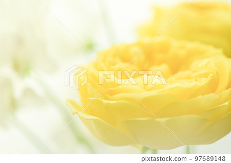 A bright and gorgeous soft yellow rose flower with a spring image that you want to give as a gift in spring 97689148